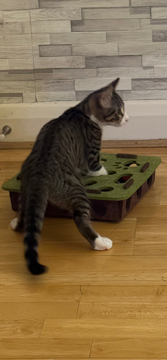 "Indoor Cat Boredom: How to Spot It and Fix It Fast"